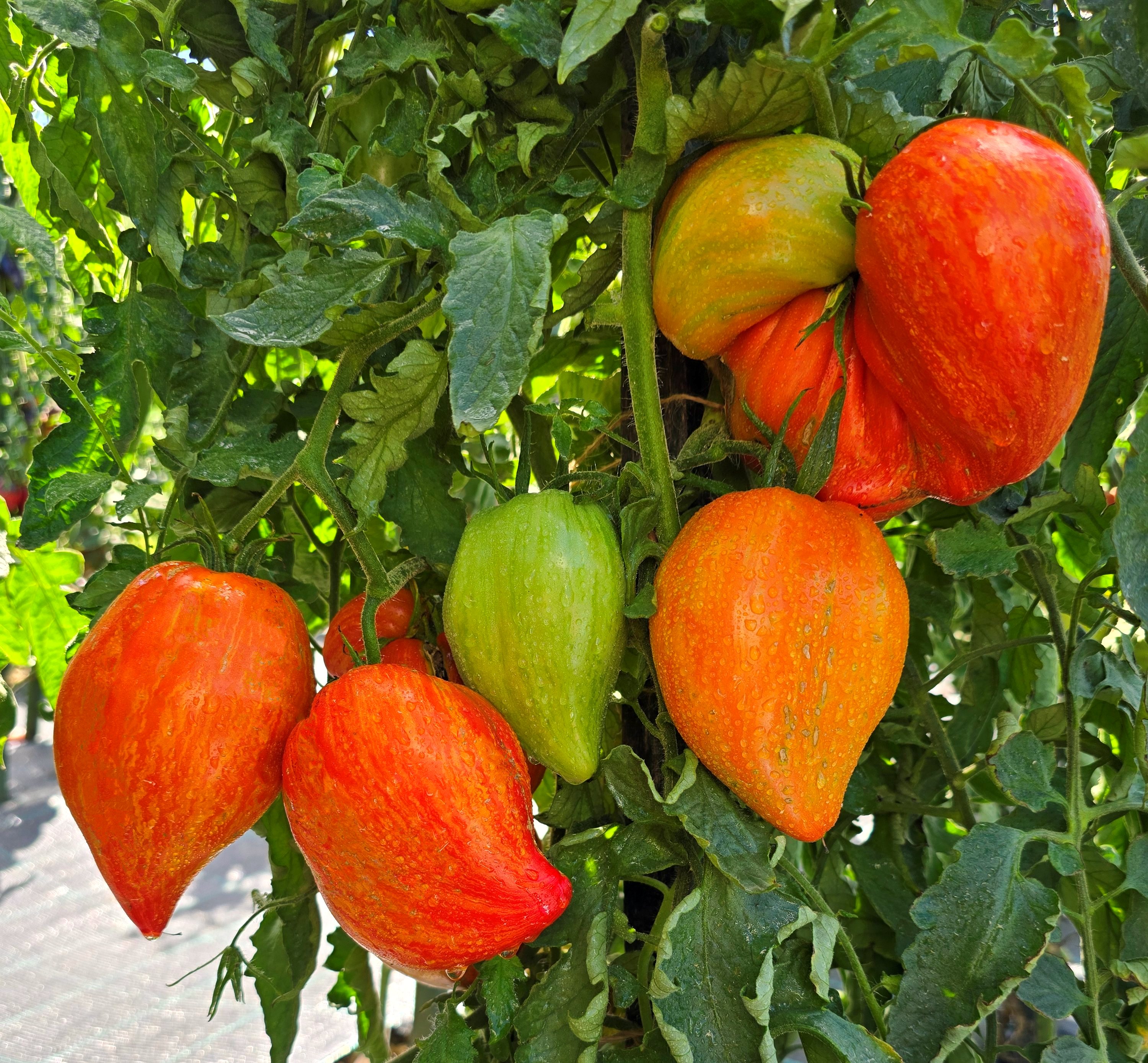 ☆tomato☆ Serenity (DRTH1053) F1 Truss Tomato ToBRFV – Paramount Seeds Inc